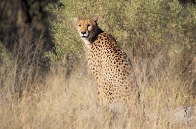 WID_2457 Cheetah
